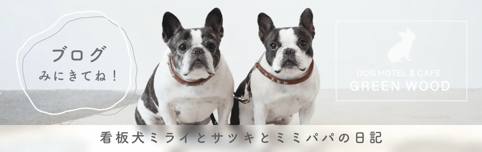 ミミちゃんのブログ