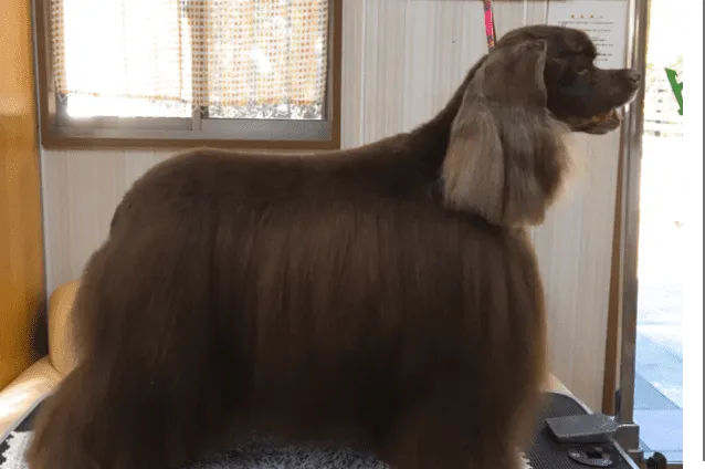 アニーちゃん様