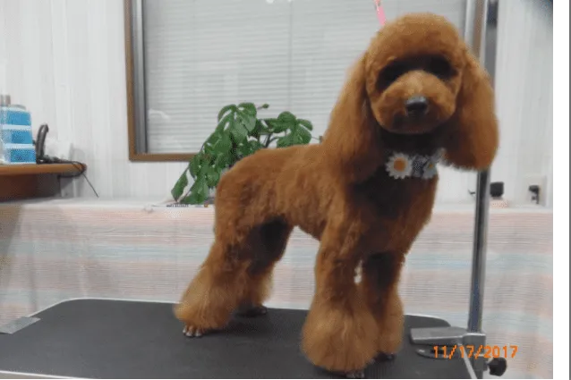 がんきちくん様