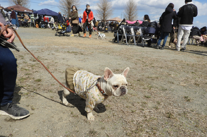 散歩するくるみ